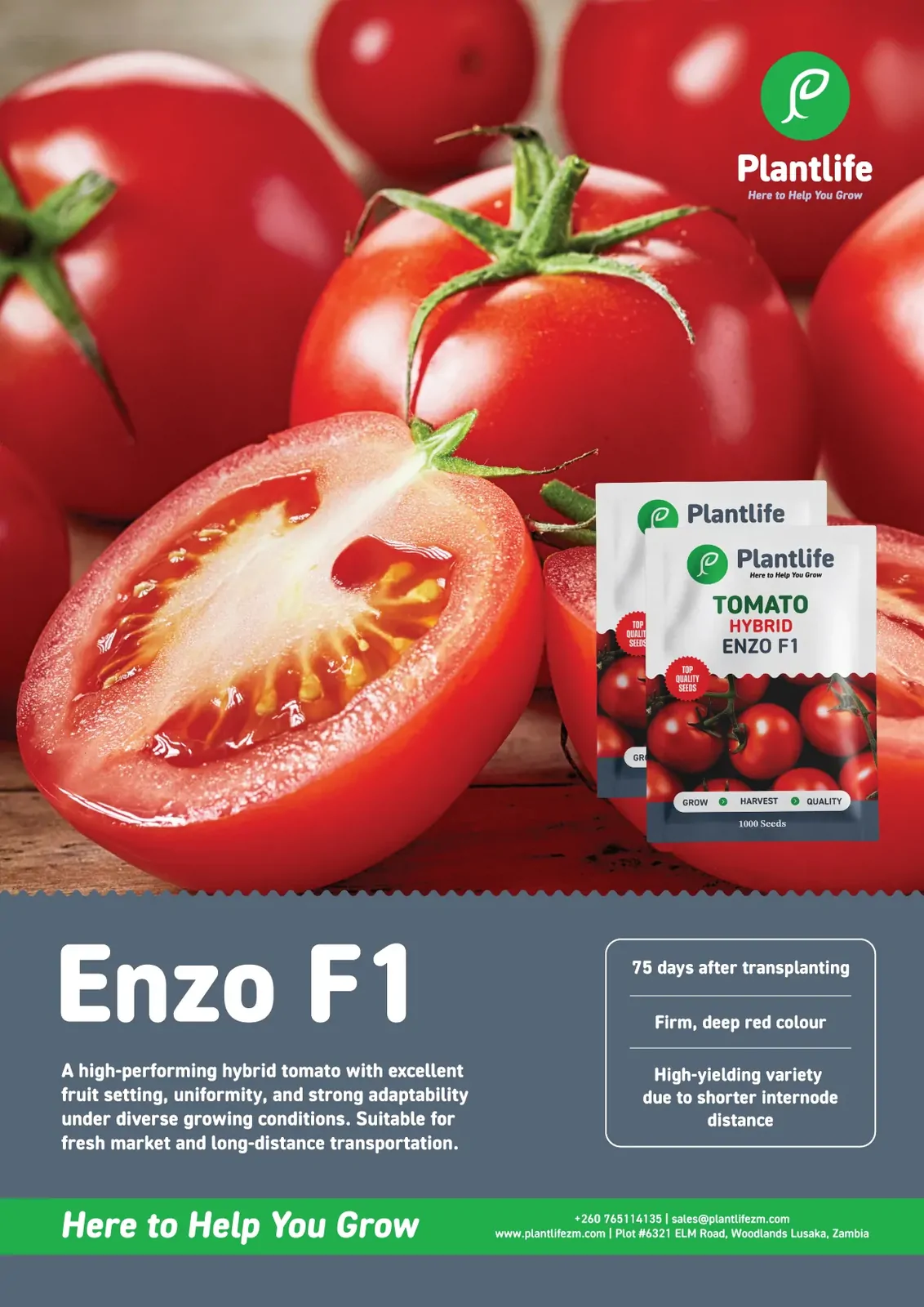 Enzo F1 poster: a halved tomato beside the Plantlife Tomato Hybrid Enzo F1 pack, with variety details.